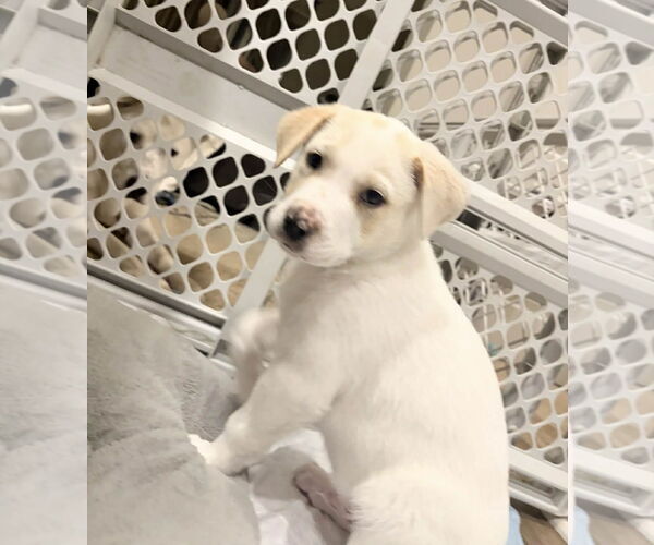 Medium Photo #5 Labrador Retriever-Unknown Mix Puppy For Sale in Holly Springs, NC, USA
