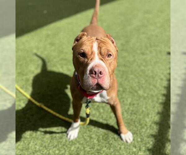 Medium Photo #1 Mutt Puppy For Sale in Las Vegas, NV, USA