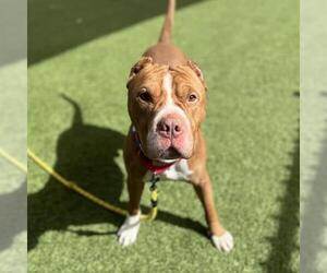 Mutt Dogs for adoption in Las Vegas, NV, USA