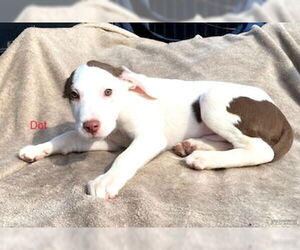 Mutt Dogs for adoption in White Bluff, TN, USA