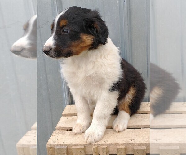 Medium Photo #1 English Shepherd Puppy For Sale in FREDERICKSBRG, PA, USA