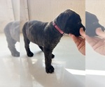 Puppy 8 Bullmastiff-Mastador Mix