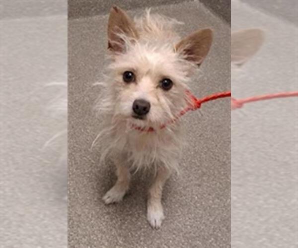 Medium Photo #1 Mutt Puppy For Sale in Las Vegas, NV, USA