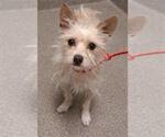 Small Mutt