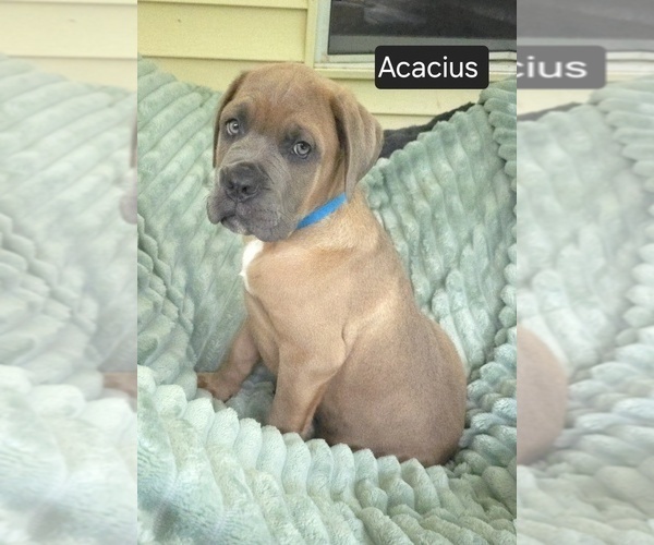 Medium Photo #7 Cane Corso Puppy For Sale in MINERAL WELLS, WV, USA