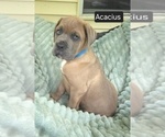 Small #6 Cane Corso