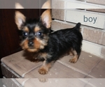 Small #4 Silky Terrier