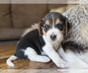 Beagle Puppy for sale in FORDLAND, MO, USA