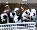 Small Photo #5 Saint Bernard Puppy For Sale in ONONDAGA, MI, USA