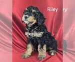 Small #3 Bernedoodle