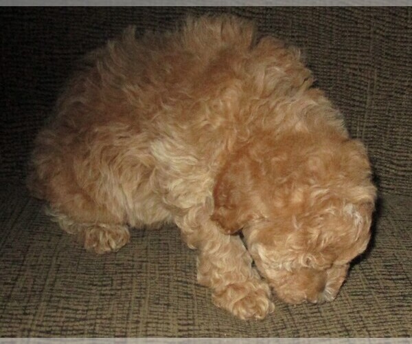 Medium Photo #4 Labradoodle Puppy For Sale in LINCOLN, AL, USA