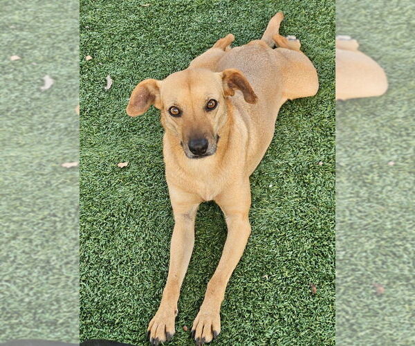 Medium Photo #1 Mutt Puppy For Sale in oakland, FL, USA