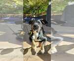 Small #8 Collie Mix