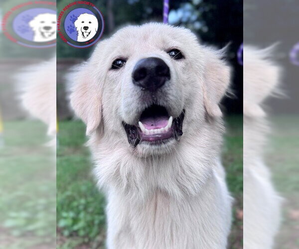 Medium Photo #2 Great Pyrenees Puppy For Sale in Spring, TX, USA