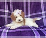 Small #3 Cavapoo