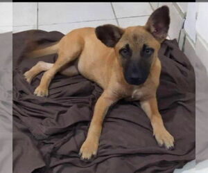 Missy - Female Mutt Dog for Adoption - Photo #15