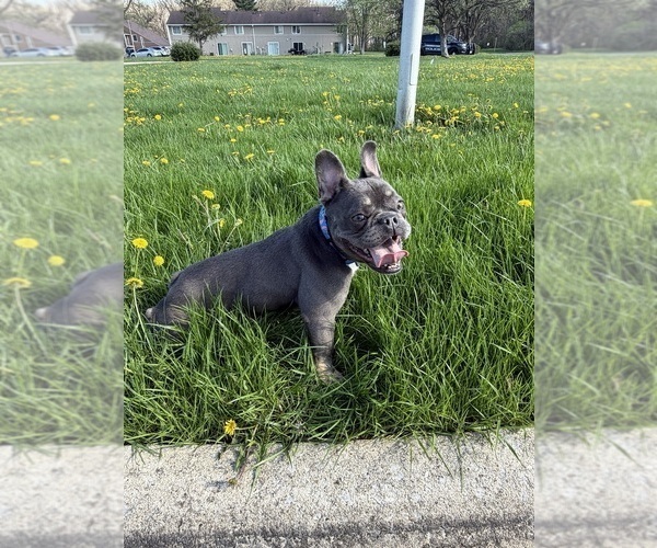 Medium Photo #5 French Bulldog Puppy For Sale in UNIVERSITY PARK, IL, USA