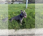 Small Photo #5 French Bulldog Puppy For Sale in UNIVERSITY PARK, IL, USA
