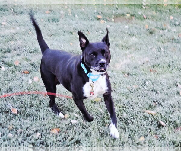 Medium Photo #5 American Pit Bull Terrier-Unknown Mix Puppy For Sale in Rockaway, NJ, USA