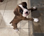 Puppy 3 Boxer