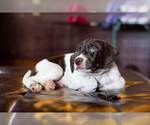 Small Photo #5 German Shorthaired Pointer Puppy For Sale in MARANA, AZ, USA