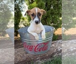 Small #2 Jack-Rat Terrier