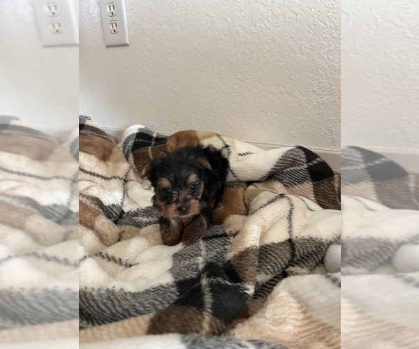 Medium Photo #1 Yorkshire Terrier Puppy For Sale in CLEWISTON, FL, USA
