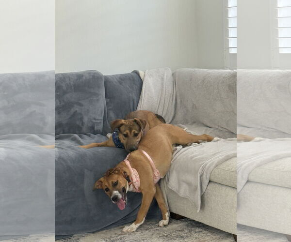 Medium Photo #4 Boxer-German Shepherd Dog Mix Puppy For Sale in San Bernardino , CA, USA