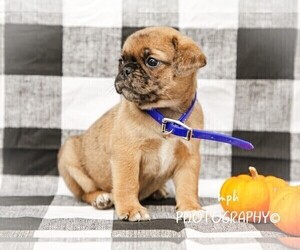 Jug-Pug Mix Puppy for sale in LIBERTY, KY, USA