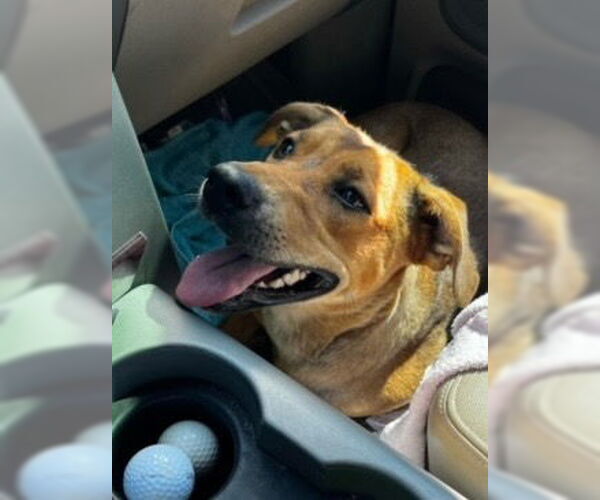 Medium Photo #3 Black Mouth Cur-Labrador Retriever Mix Puppy For Sale in Claremore, OK, USA