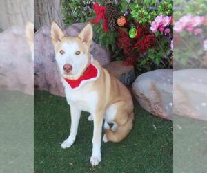 Siberian Husky Dogs for adoption in Oklahoma City, OK, USA