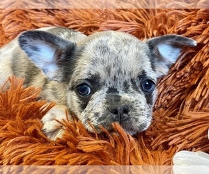 French Bulldog Puppy for sale in TEMPLETON, CA, USA