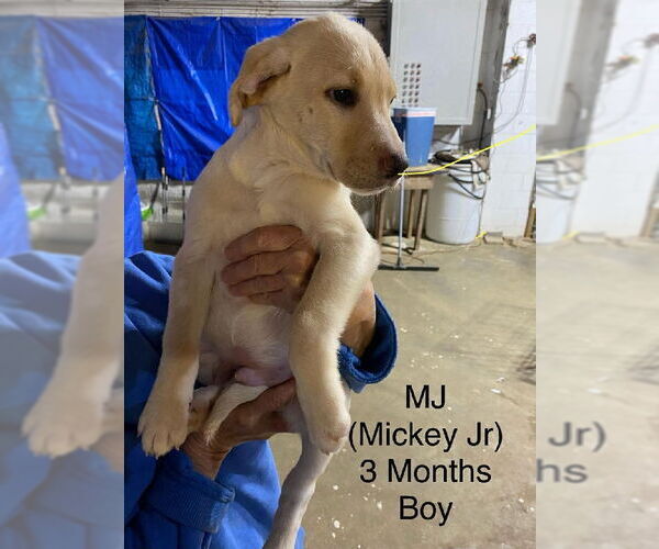 Medium Photo #1 Labrador Retriever-Unknown Mix Puppy For Sale in Brooksville, FL, USA