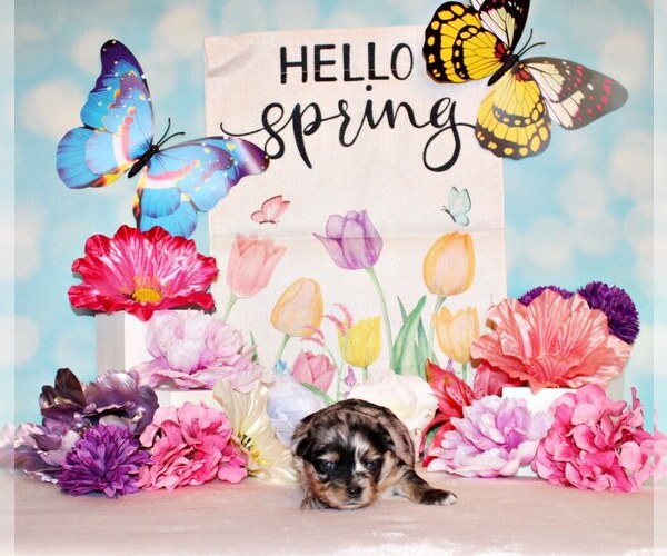 Medium Photo #8 Chihuahua Puppy For Sale in CHARLESTON, AR, USA