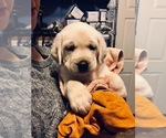 Small Photo #3 Labrador Retriever Puppy For Sale in KITTRELL, NC, USA