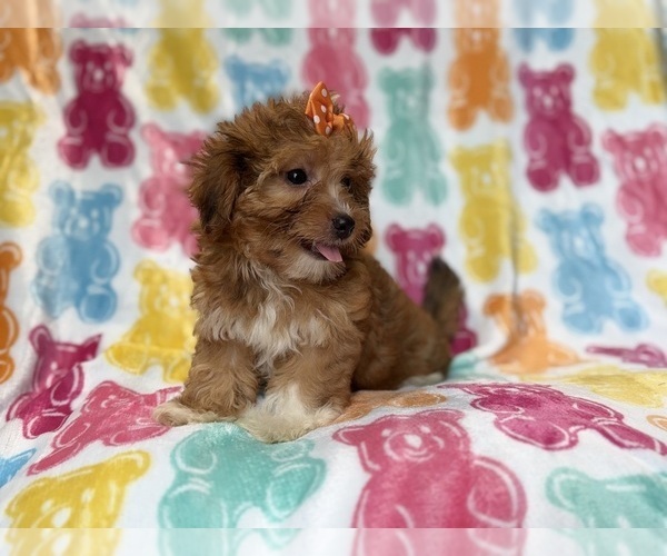 Medium Photo #6 YorkiePoo Puppy For Sale in LAKELAND, FL, USA