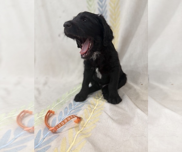 Medium Photo #12 Labradoodle Puppy For Sale in PRESCOTT VALLEY, AZ, USA