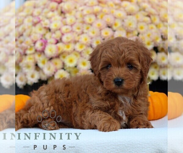Medium Photo #3 Cavapoo Puppy For Sale in LITITZ, PA, USA