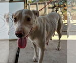 Small Staffordshire Bull Terrier Mix