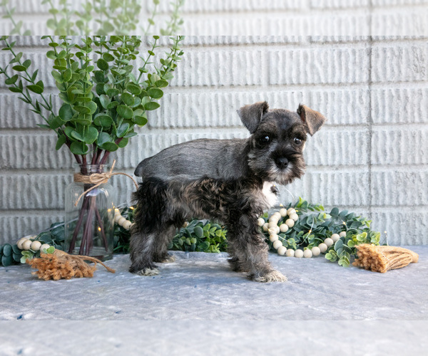 Medium Photo #2 Schnauzer (Miniature) Puppy For Sale in BALTIC, OH, USA