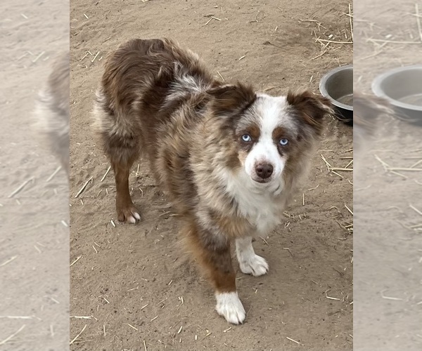 Medium Photo #1 Miniature Australian Shepherd Puppy For Sale in FORT MORGAN, CO, USA
