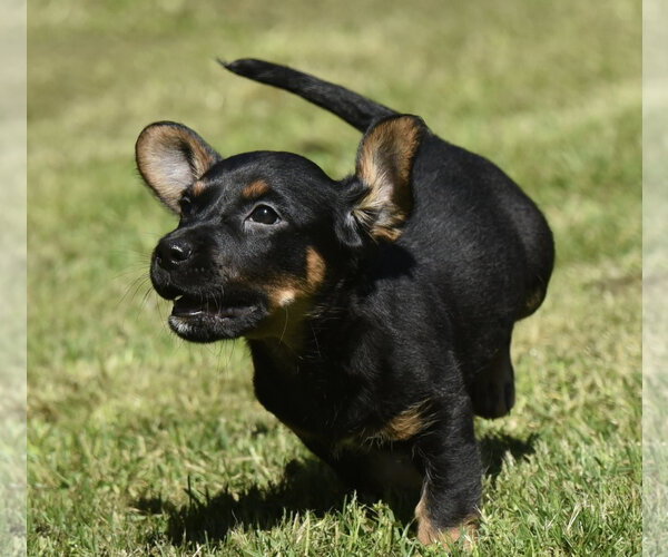Medium Photo #6 Dachsador Puppy For Sale in Mechanicsburg, PA, USA