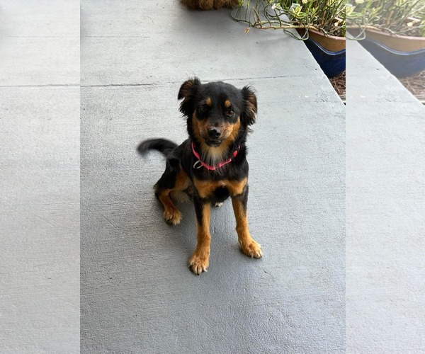 Medium Photo #2 Australian Shepherd Puppy For Sale in Cape May, NJ, USA