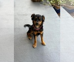 Small #1 Australian Shepherd