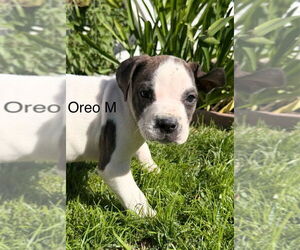 Mutt Dogs for adoption in Studio City, CA, USA