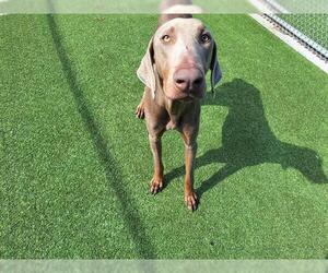 Doberman Pinscher-Unknown Mix Dogs for adoption in Grand Prairie, TX, USA