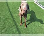 Small Doberman Pinscher Mix