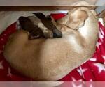 Small Photo #25 Dachshund Puppy For Sale in LAKEBAY, WA, USA