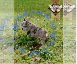 French Bulldog Puppy for sale in ATHENS, GA, USA