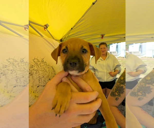 Medium Photo #2 Boxador Puppy For Sale in Holly Springs, NC, USA